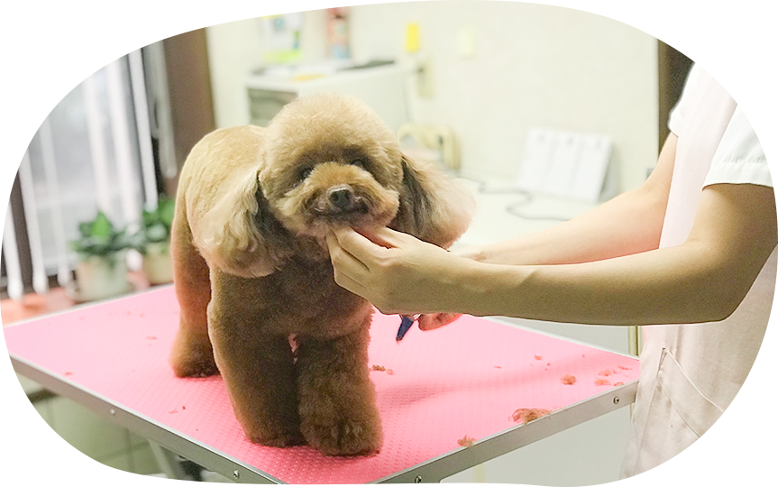 藤田動物病院 平塚市 犬 猫 ウサギ ハムスター 小鳥 ペットホテル